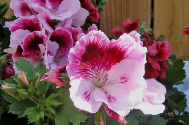 Plants & Flowers
