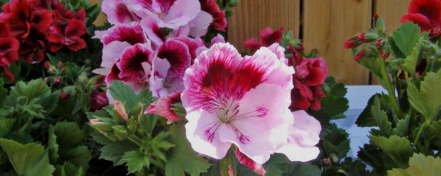 Garden-Centre-Header-2