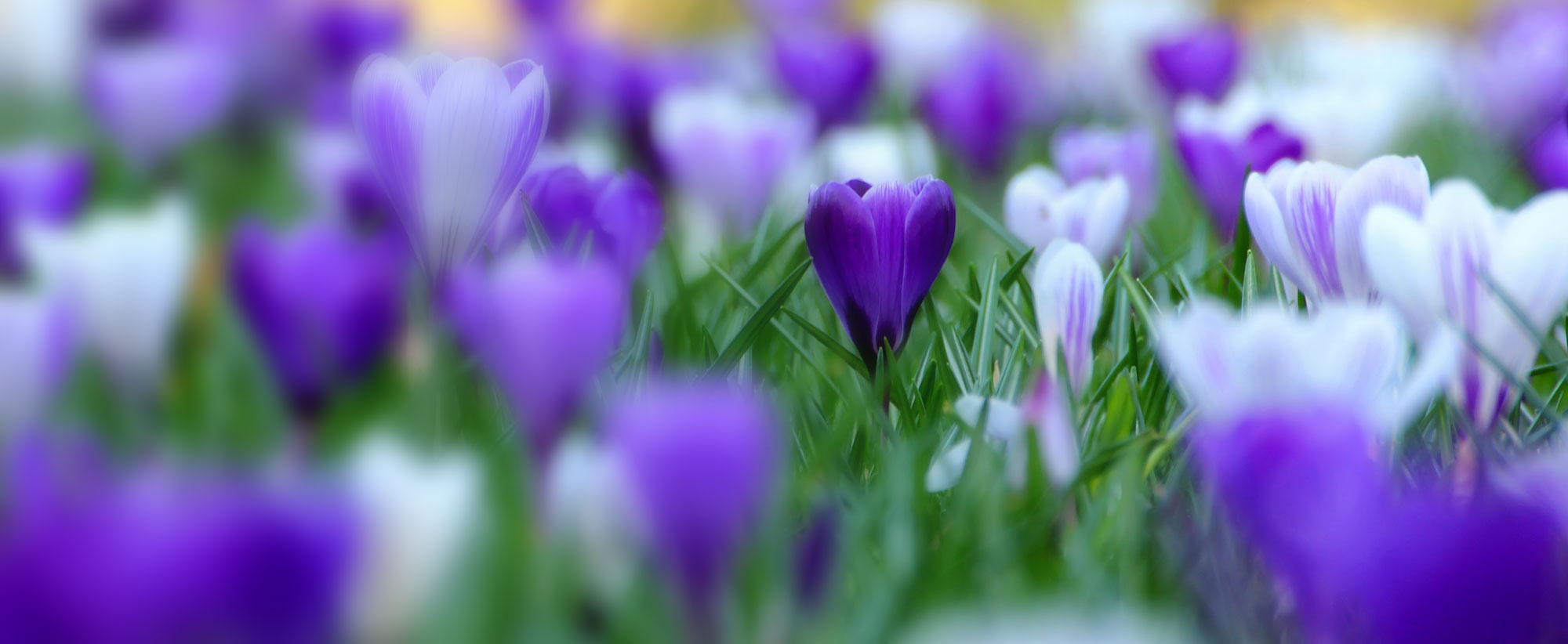 Ewenny-Garden-Header-bg