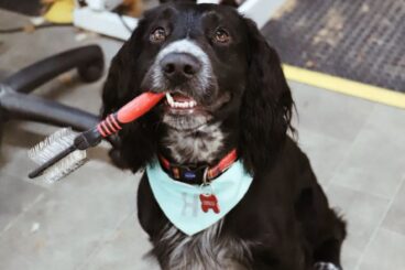 Muddy Buddy's Dog Grooming